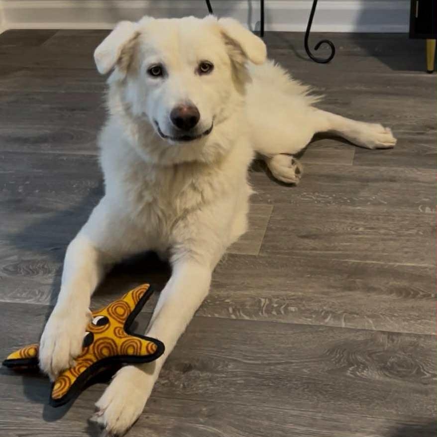 Ophelia - in foster home