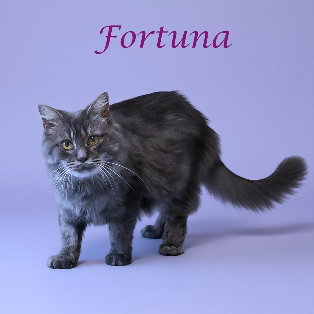 Enlarge Fortuna C25-243, a Adoptable Domestic Short Hair in Lebanon, TN image 1/5