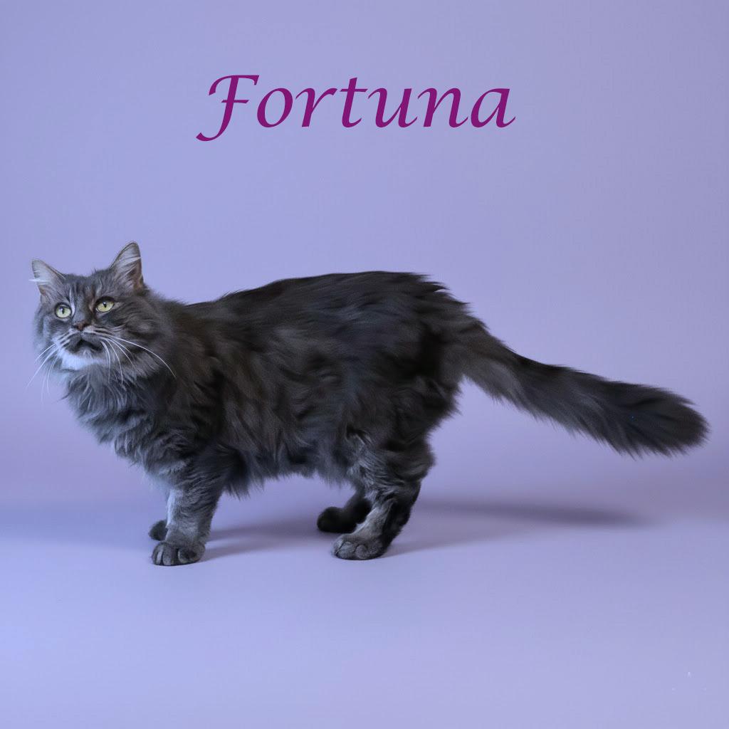 Enlarge Fortuna C25-243, a Adoptable Domestic Short Hair in Lebanon, TN image 2/5