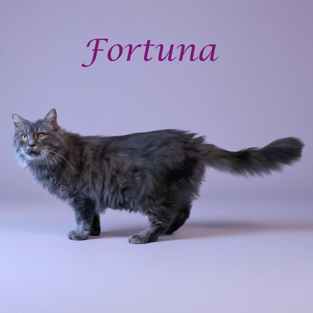 Enlarge Fortuna C25-243, a Adoptable Domestic Short Hair in Lebanon, TN image 4/5