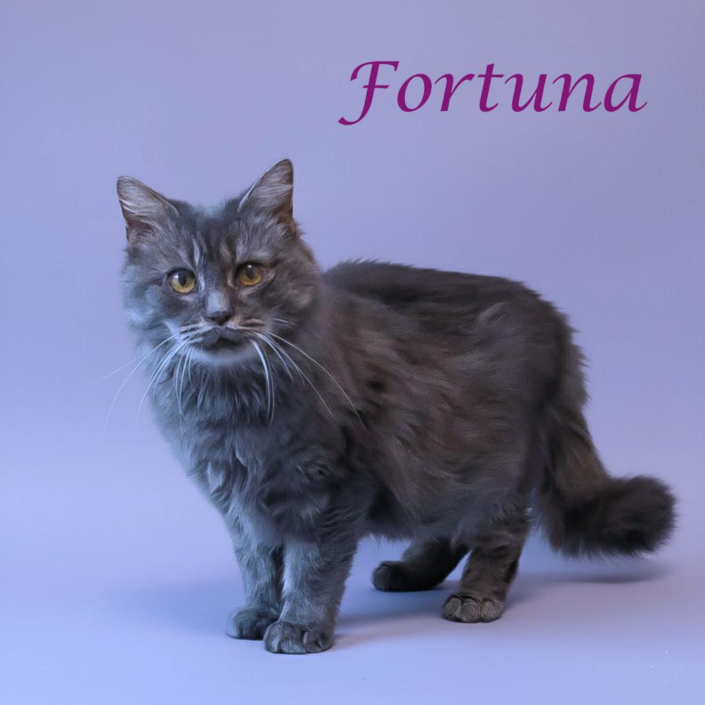 Enlarge Fortuna C25-243, a Adoptable Domestic Short Hair in Lebanon, TN image 5/5