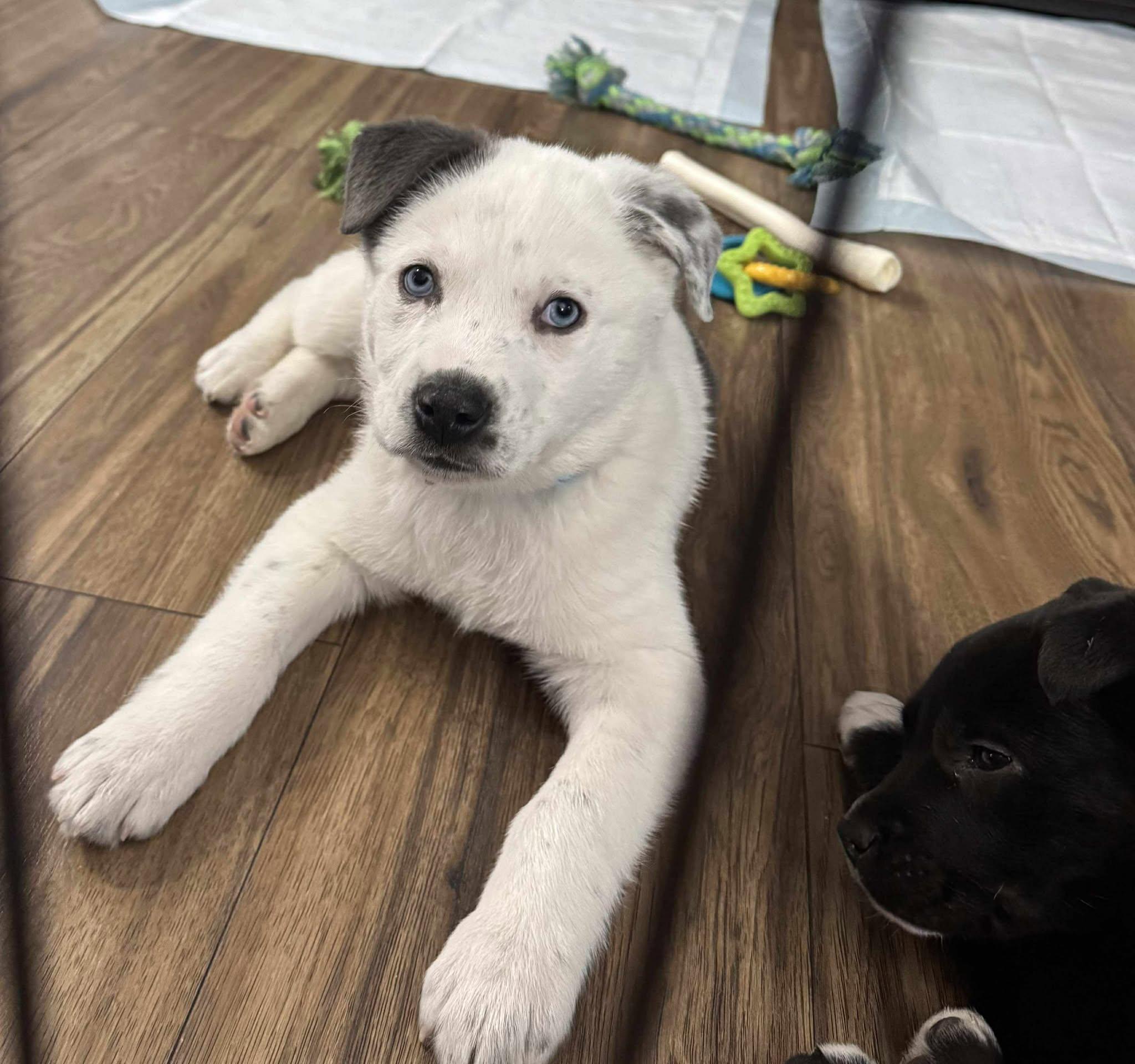 Tripsy, adopted, Puppy Female Husky.