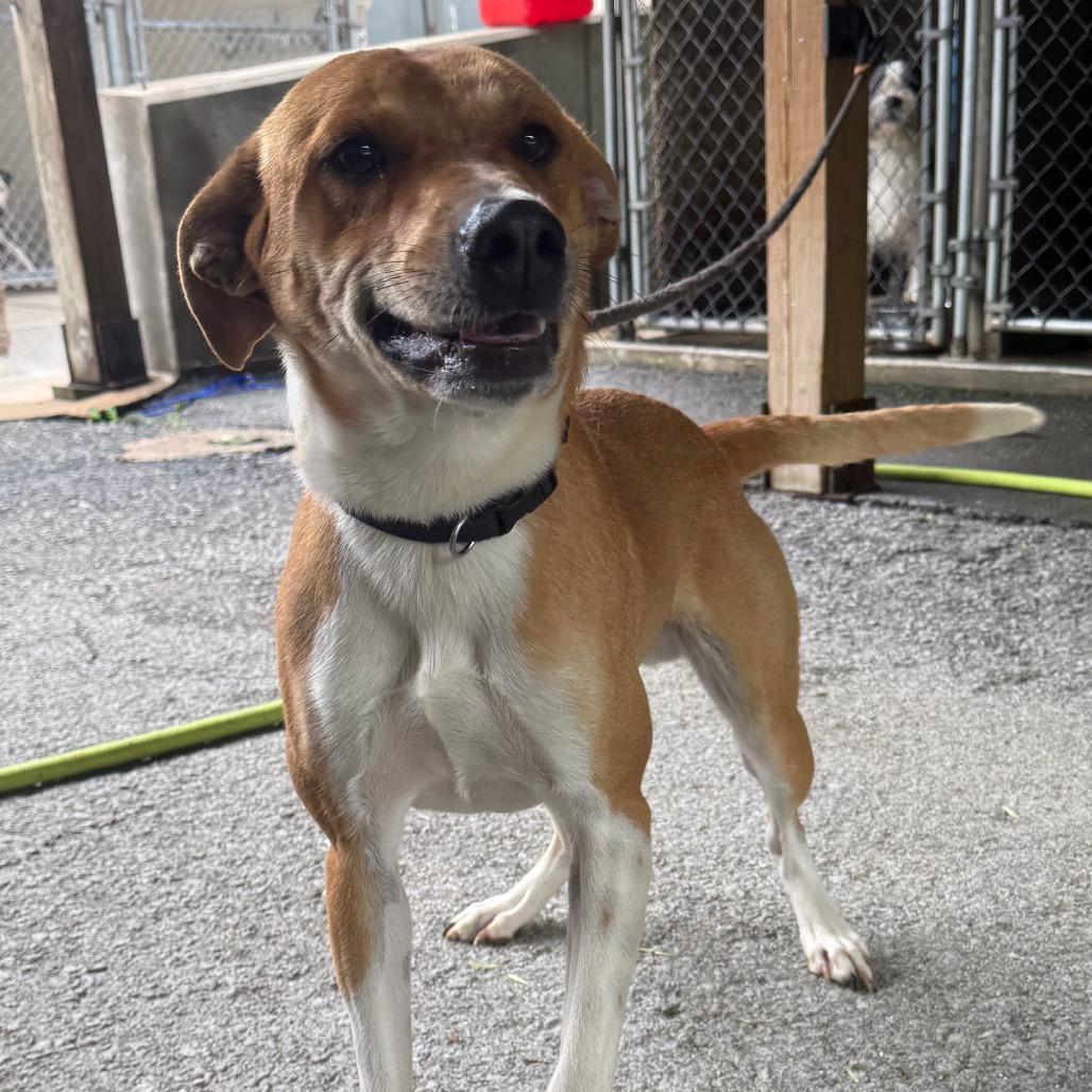 Oswald, Adoptable, Young Male Shepherd & Mixed Breed.