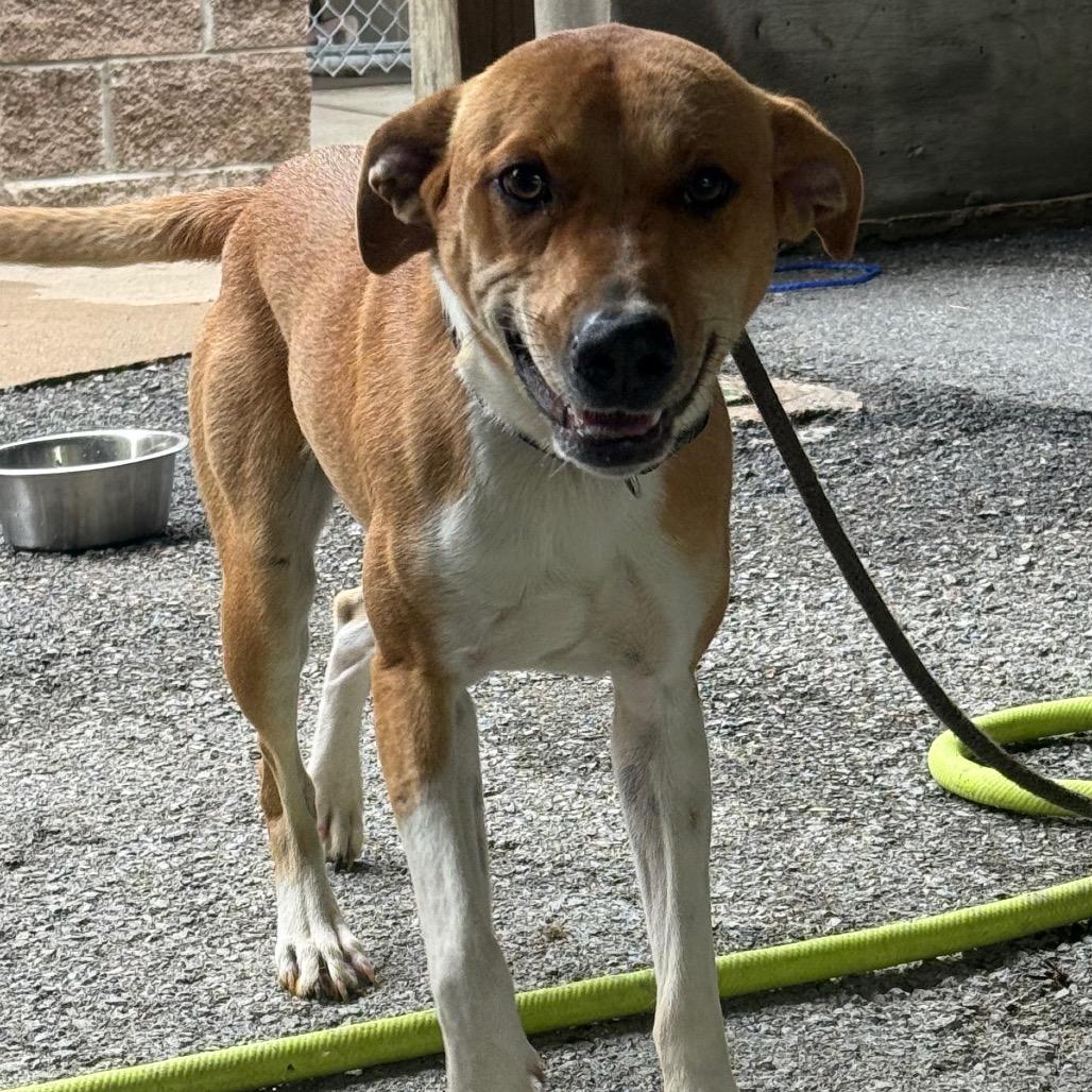 Enlarge Oswald, a Adoptable mixed breed in Jacksonville, AR image 2/4