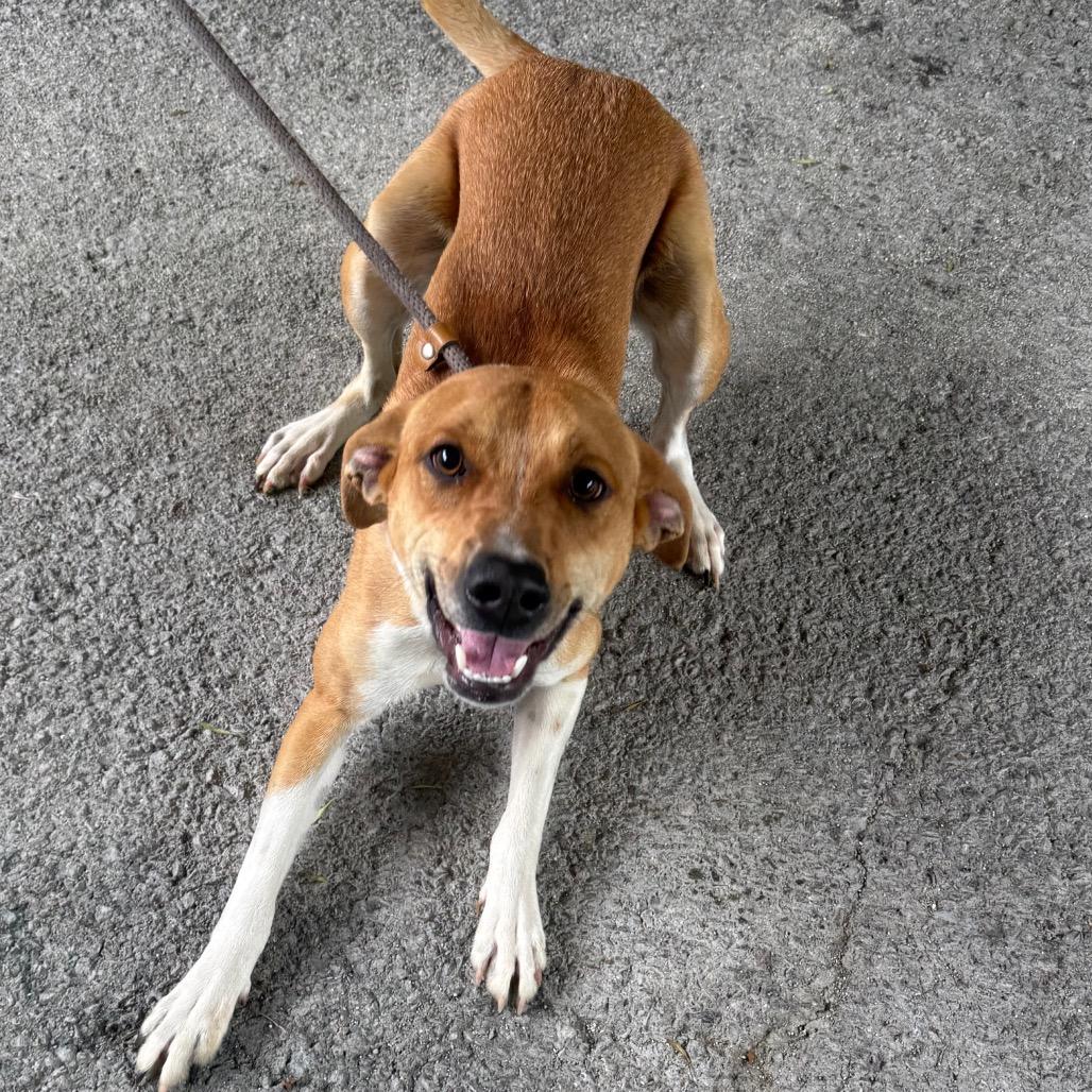 Enlarge Oswald, a Adoptable mixed breed in Jacksonville, AR image 3/4