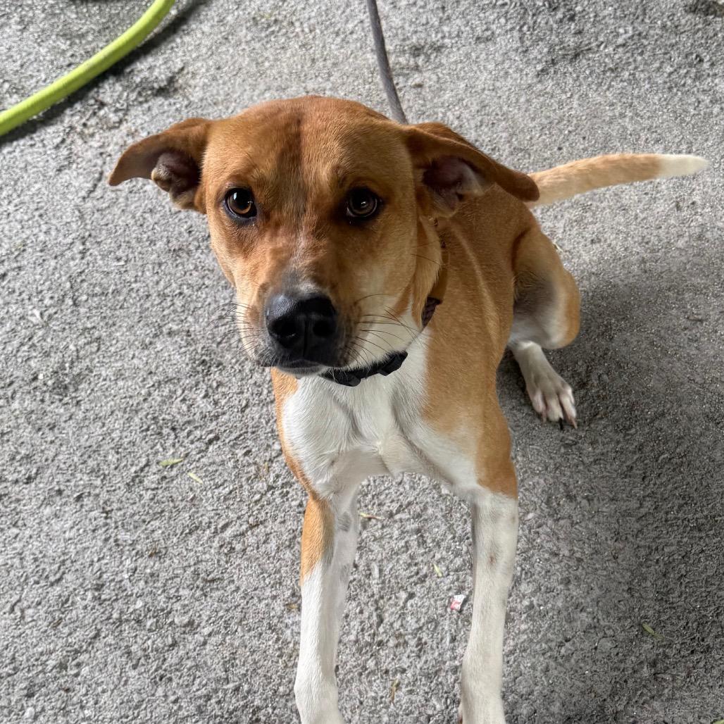 Enlarge Oswald, a Adoptable mixed breed in Jacksonville, AR image 4/4