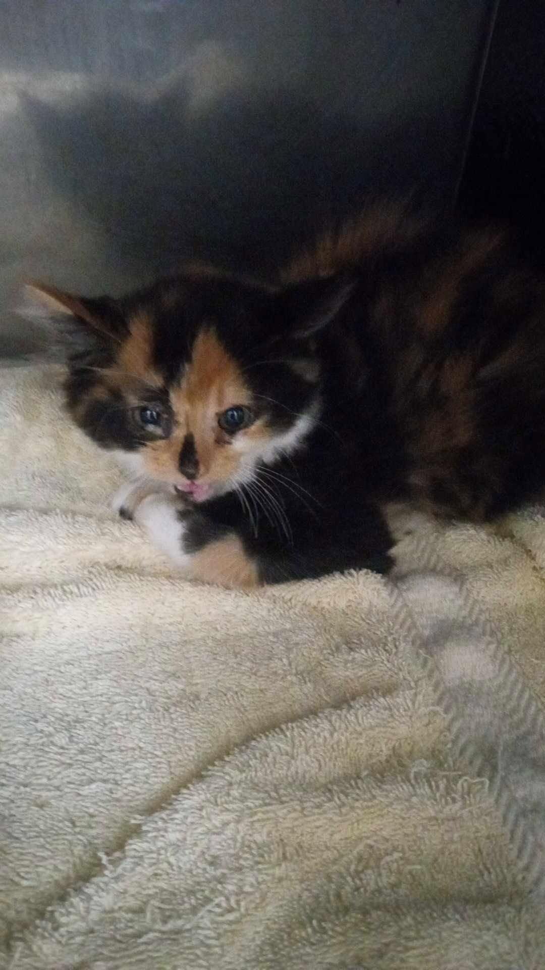 Unknown, Adoptable, Young Female Domestic Short Hair.