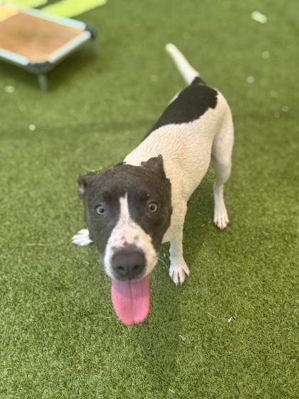 Teddy Graham, Adoptable, Adult Male Terrier & Mixed Breed.