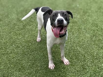 Enlarge Teddy Graham, a Adoptable mixed breed in Gainesville, FL image 2/2