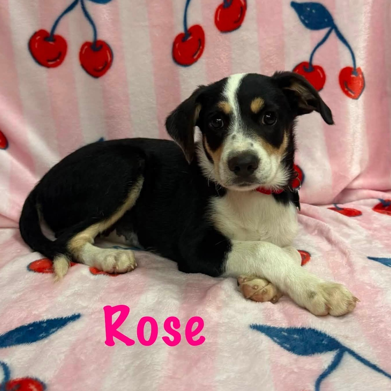 Rose, Adoptable, Puppy Female Labrador Retriever.