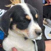 Rose, a Adoptable mixed breed in Albany, NY image 2/2