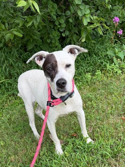 Gaby, Adoptable, Adult Female Beagle & Mixed Breed.