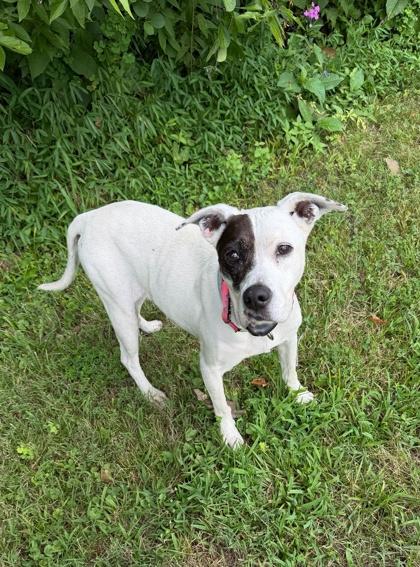 Enlarge Gaby, a Adoptable mixed breed in Morton Grove, IL image 2/2