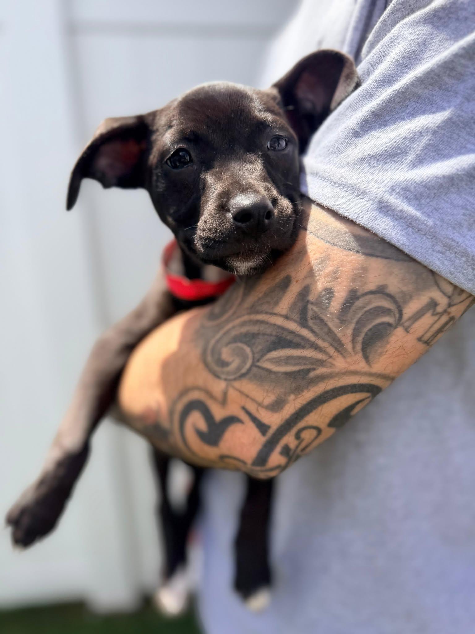 Capucine Pup - Isadora, a Adoptable mixed breed in Pompano Beach, FL image 1/3