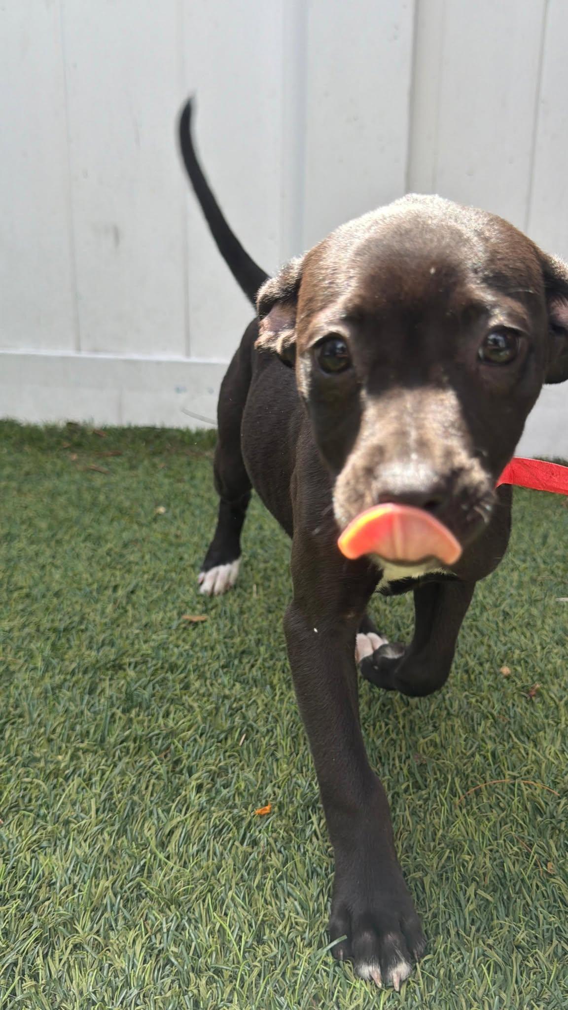 Capucine Pup - Isadora, Adoptable, Puppy Female Boxer & Terrier.