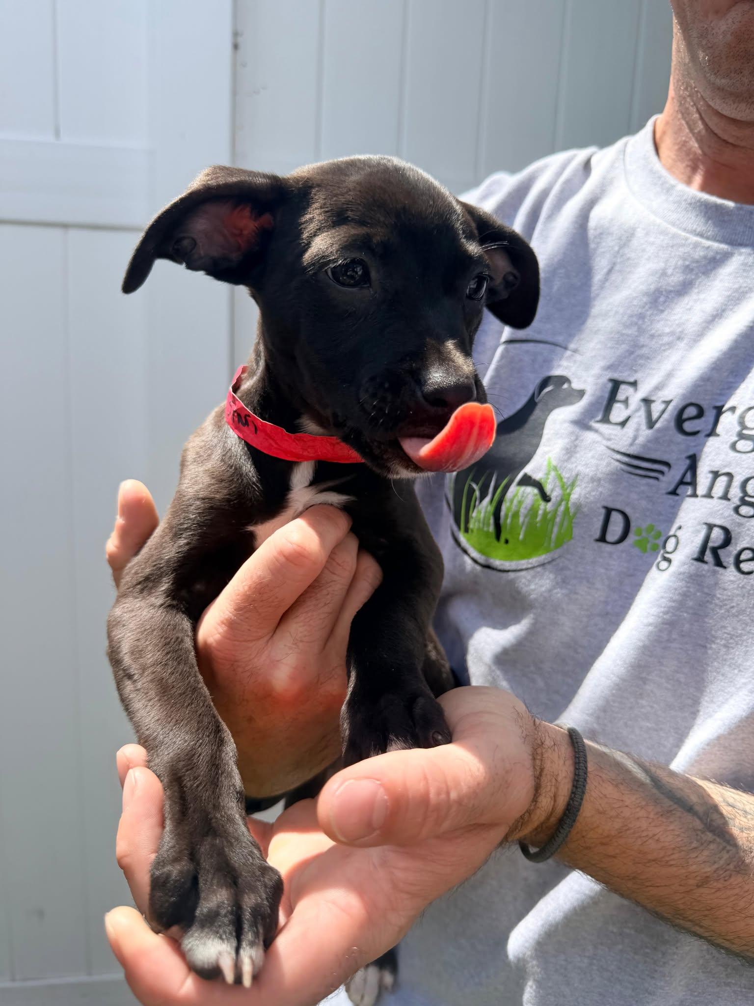 Enlarge Capucine Pup - Isadora, a Adoptable mixed breed in Pompano Beach, FL image 2/3