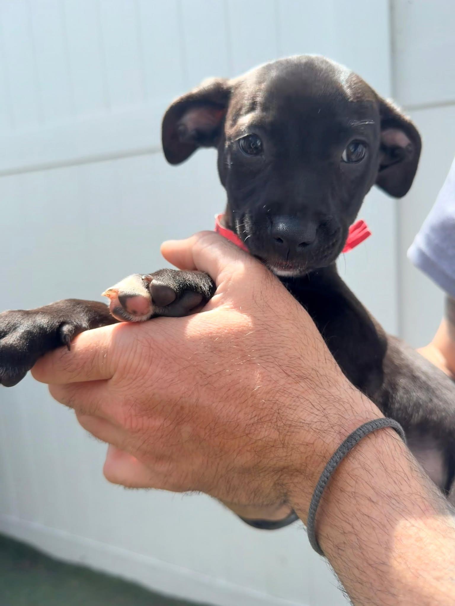 Enlarge Capucine Pup - Isadora, a Adoptable mixed breed in Pompano Beach, FL image 3/3