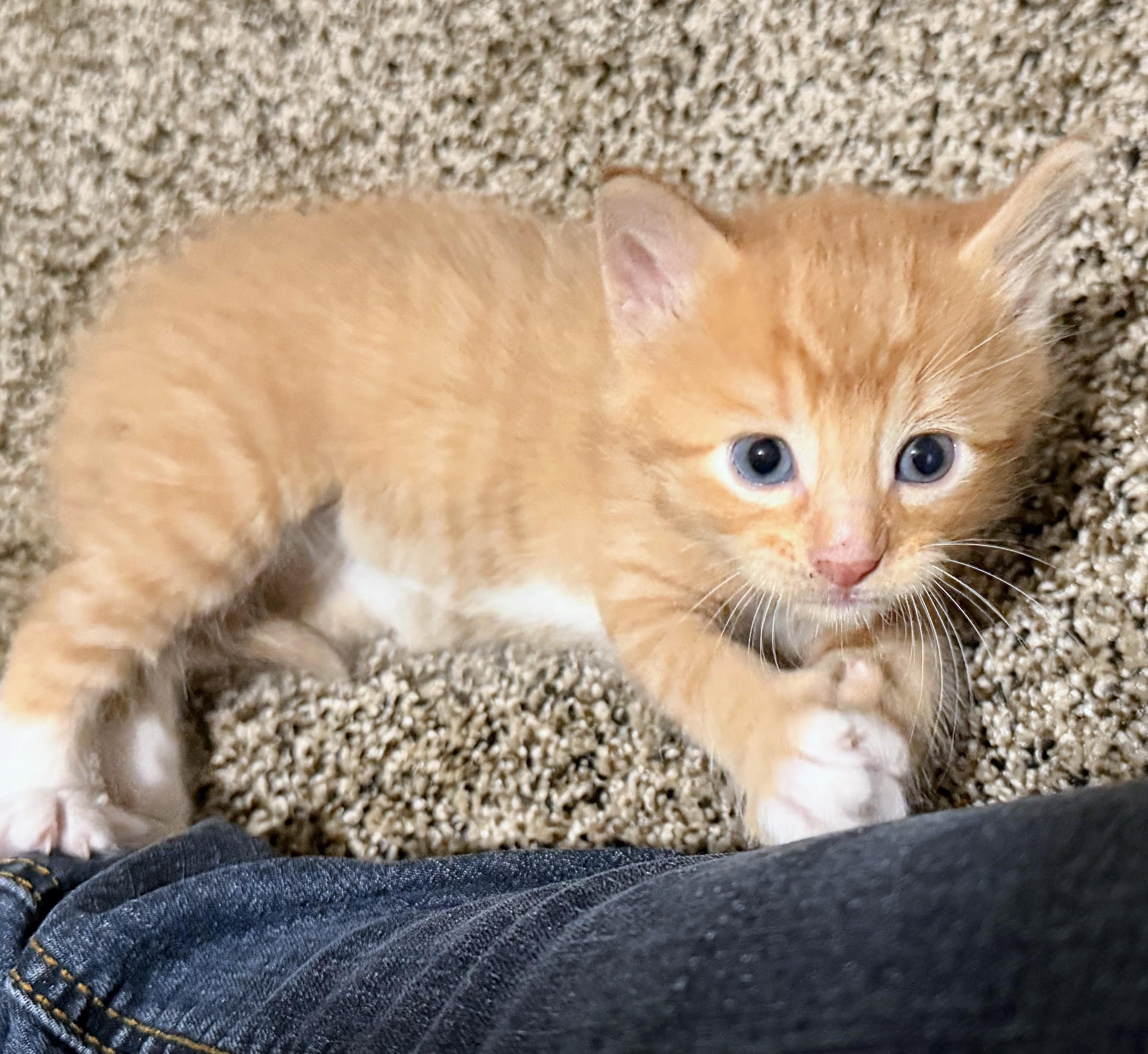 Roger, adopted, Kitten Male American Shorthair.