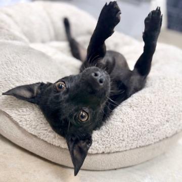 Enlarge Benjamin , a Adoptable mixed breed in Covington, LA image 2/6