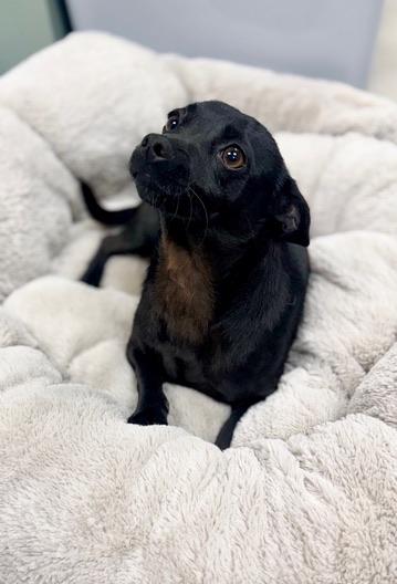 Enlarge Benjamin , a Adoptable mixed breed in Covington, LA image 6/6