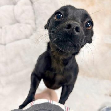 Enlarge Benjamin , a Adoptable mixed breed in Covington, LA image 3/6