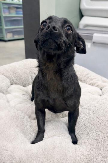 Enlarge Benjamin , a Adoptable mixed breed in Covington, LA image 4/6