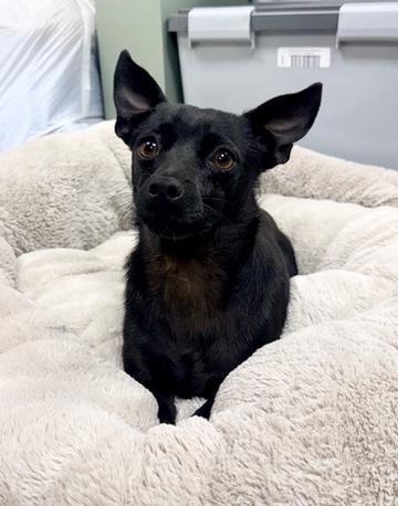 Enlarge Benjamin , a Adoptable mixed breed in Covington, LA image 5/6