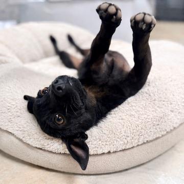 Benjamin , Adoptable, Young Male Chihuahua & Miniature Dachshund.