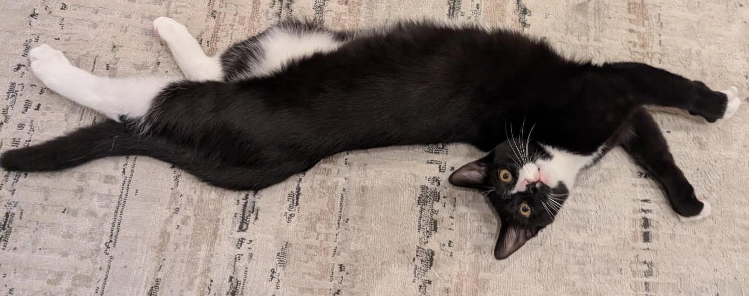 Enlarge Goyo - in foster care and super sweet, a Adopted Domestic Short Hair in Randolph, NJ image 1/1