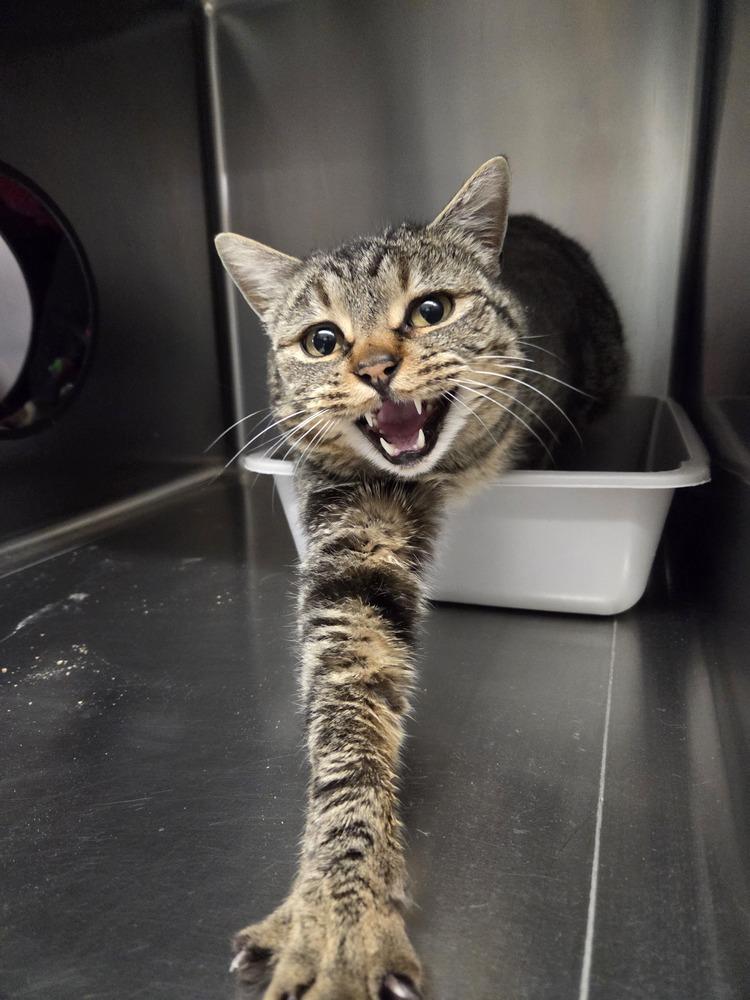 Enlarge Ravioli, a Adoptable Domestic Short Hair in Salmon, ID image 1/3