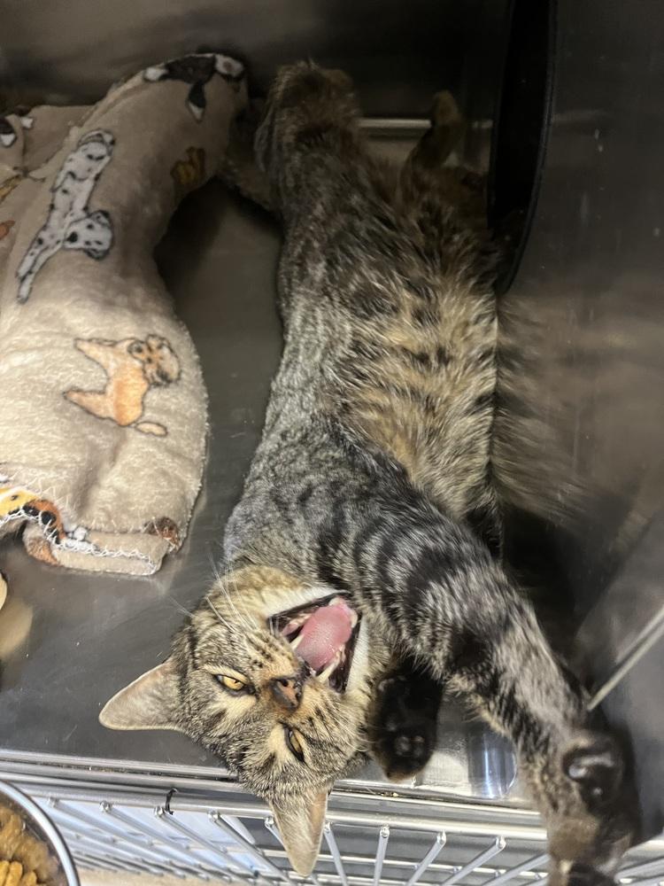 Enlarge Ravioli, a Adoptable Domestic Short Hair in Salmon, ID image 2/3