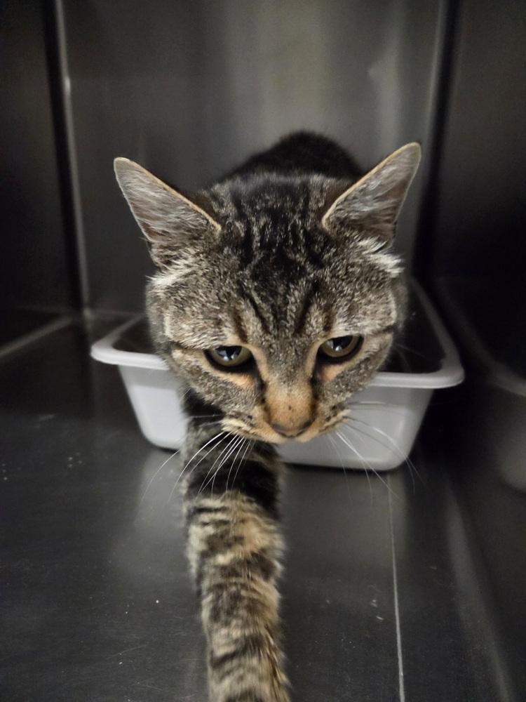 Enlarge Ravioli, a Adoptable Domestic Short Hair in Salmon, ID image 3/3