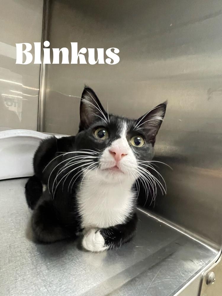 Enlarge Blinkus, a Adoptable Domestic Short Hair in Orlando, FL image 2/6