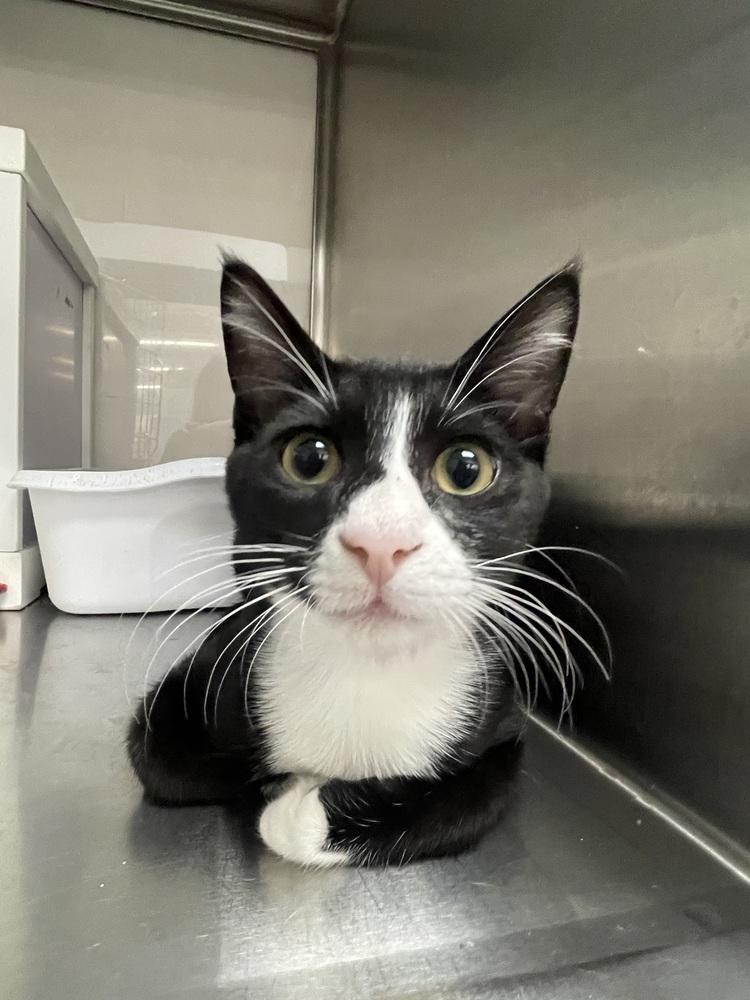 Enlarge Blinkus, a Adoptable Domestic Short Hair in Orlando, FL image 3/6