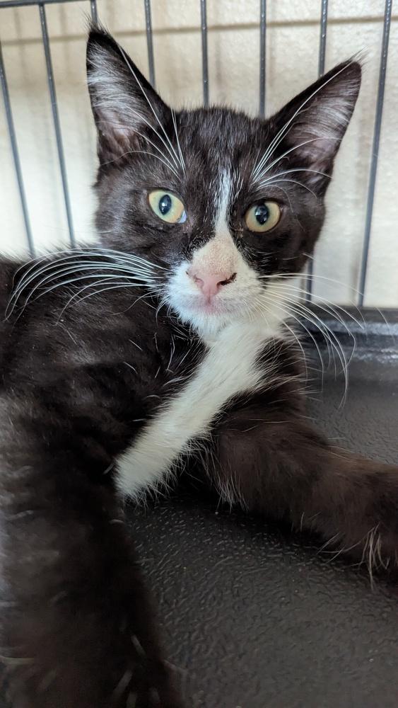 Enlarge Blinkus, a Adoptable Domestic Short Hair in Orlando, FL image 6/6