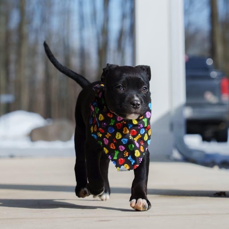 Enlarge Jesse, a ADOPTABLE mixed breed in Grafton, OH image 2/6