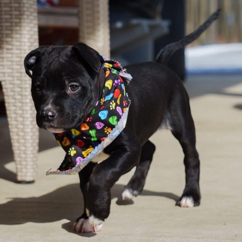 Enlarge Jesse, a ADOPTABLE mixed breed in Grafton, OH image 5/6