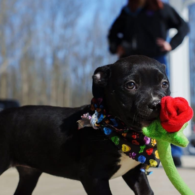 Enlarge Jesse, a ADOPTABLE mixed breed in Grafton, OH image 6/6