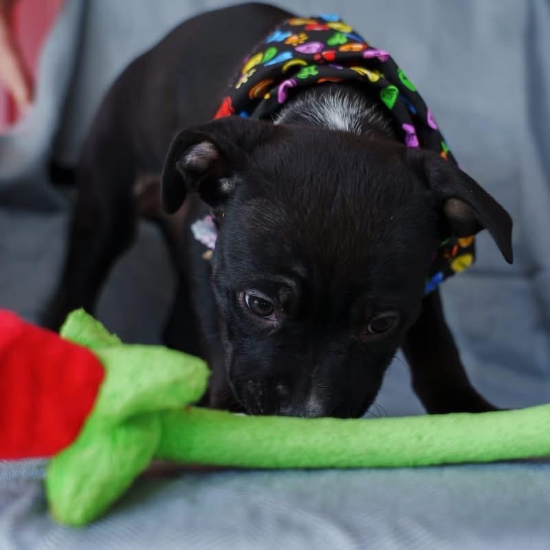 Enlarge Jesse, a ADOPTABLE mixed breed in Grafton, OH image 4/6