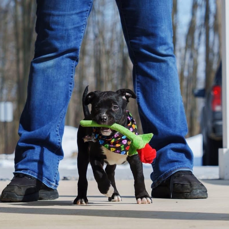 Enlarge Jesse, a ADOPTABLE mixed breed in Grafton, OH image 3/6