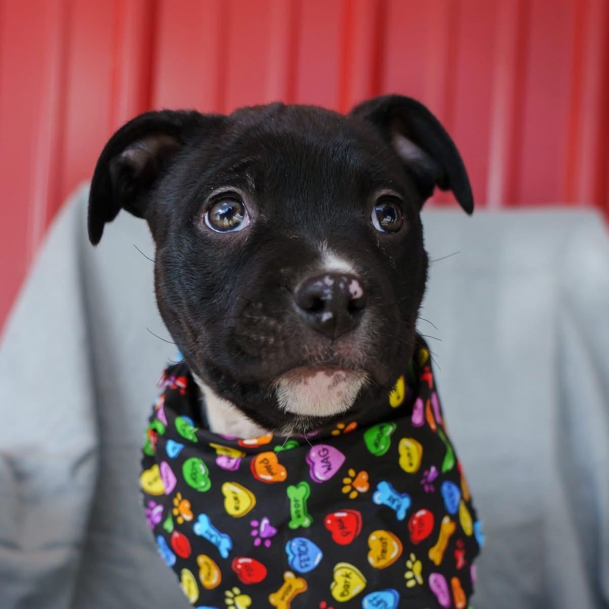 Jesse, ADOPTABLE, Puppy Female Bulldog.