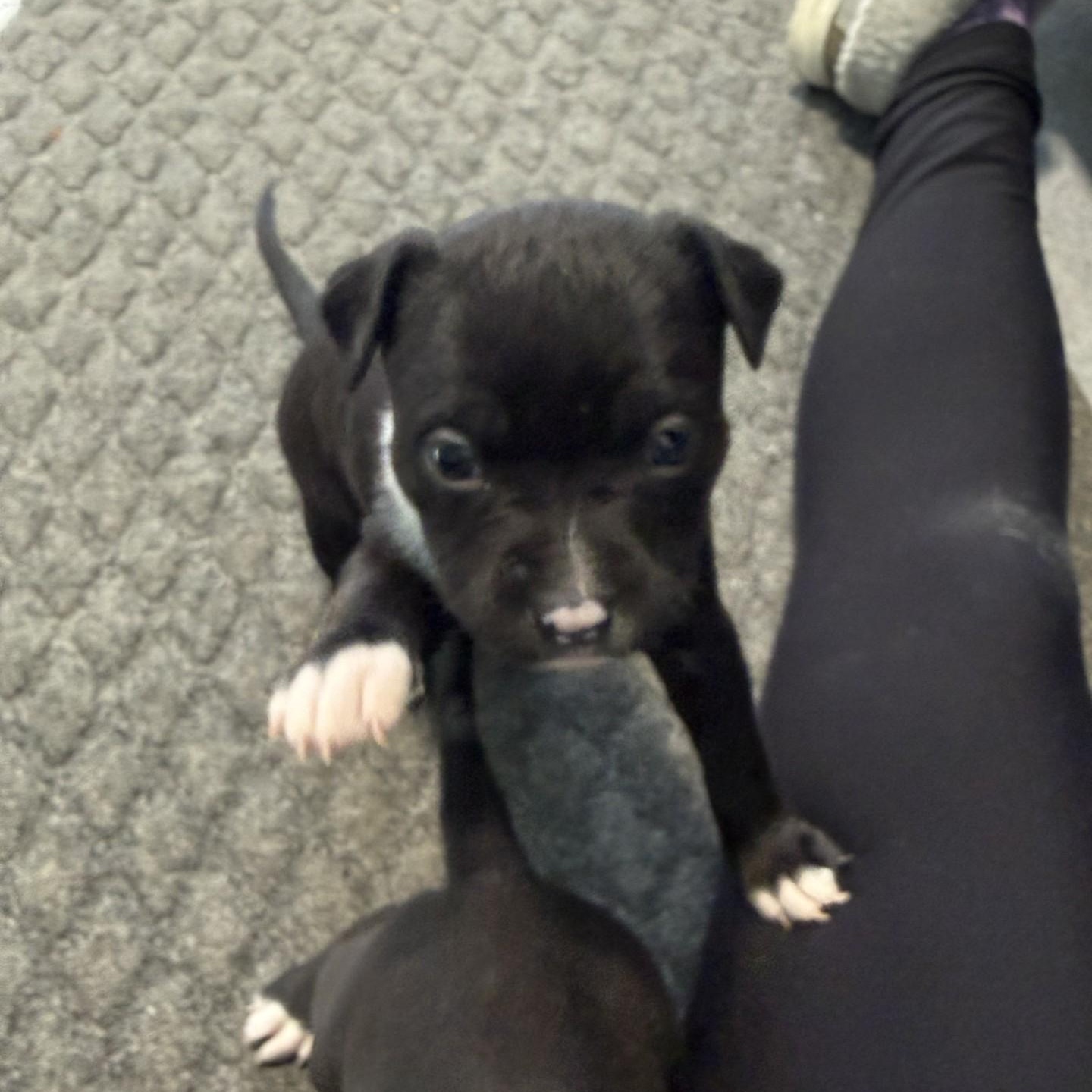 Enlarge Jesse, a ADOPTABLE mixed breed in Grafton, OH image 2/2