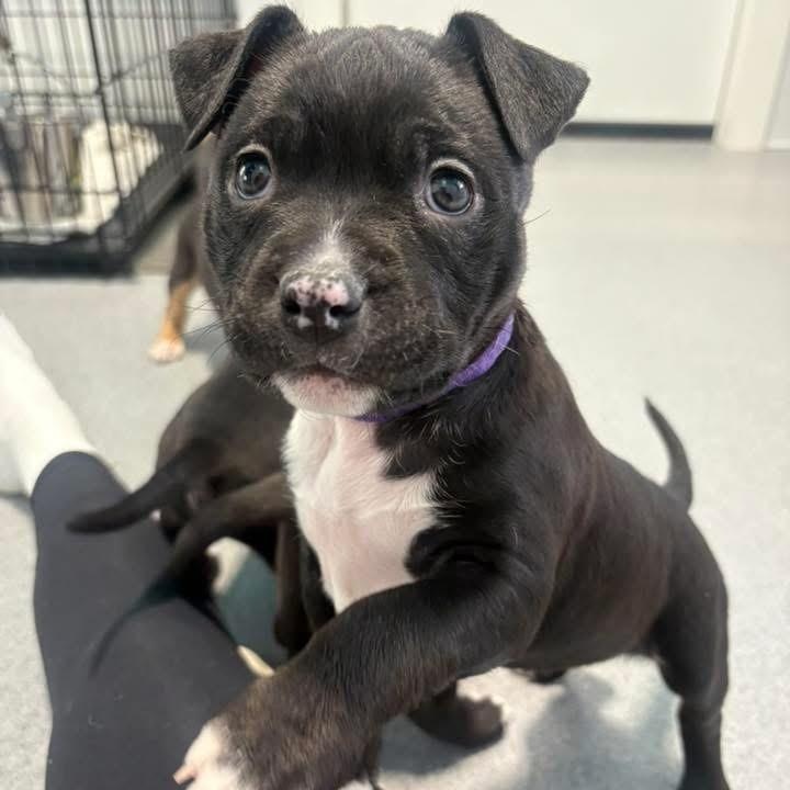 Jesse, ADOPTABLE, Puppy Female Bulldog.