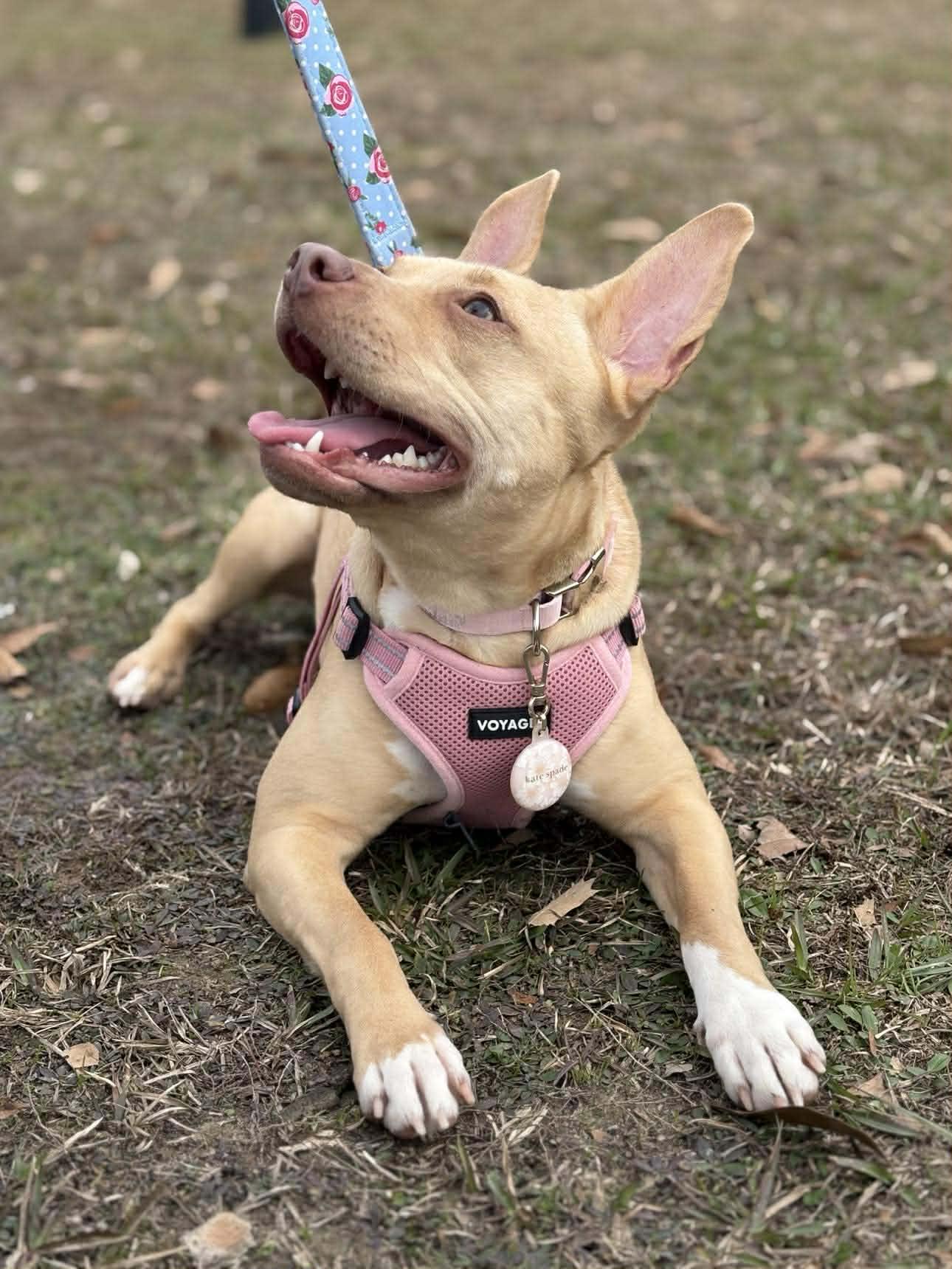 Enlarge Jada, an adopted mixed breed in Milton, FL image 2/5