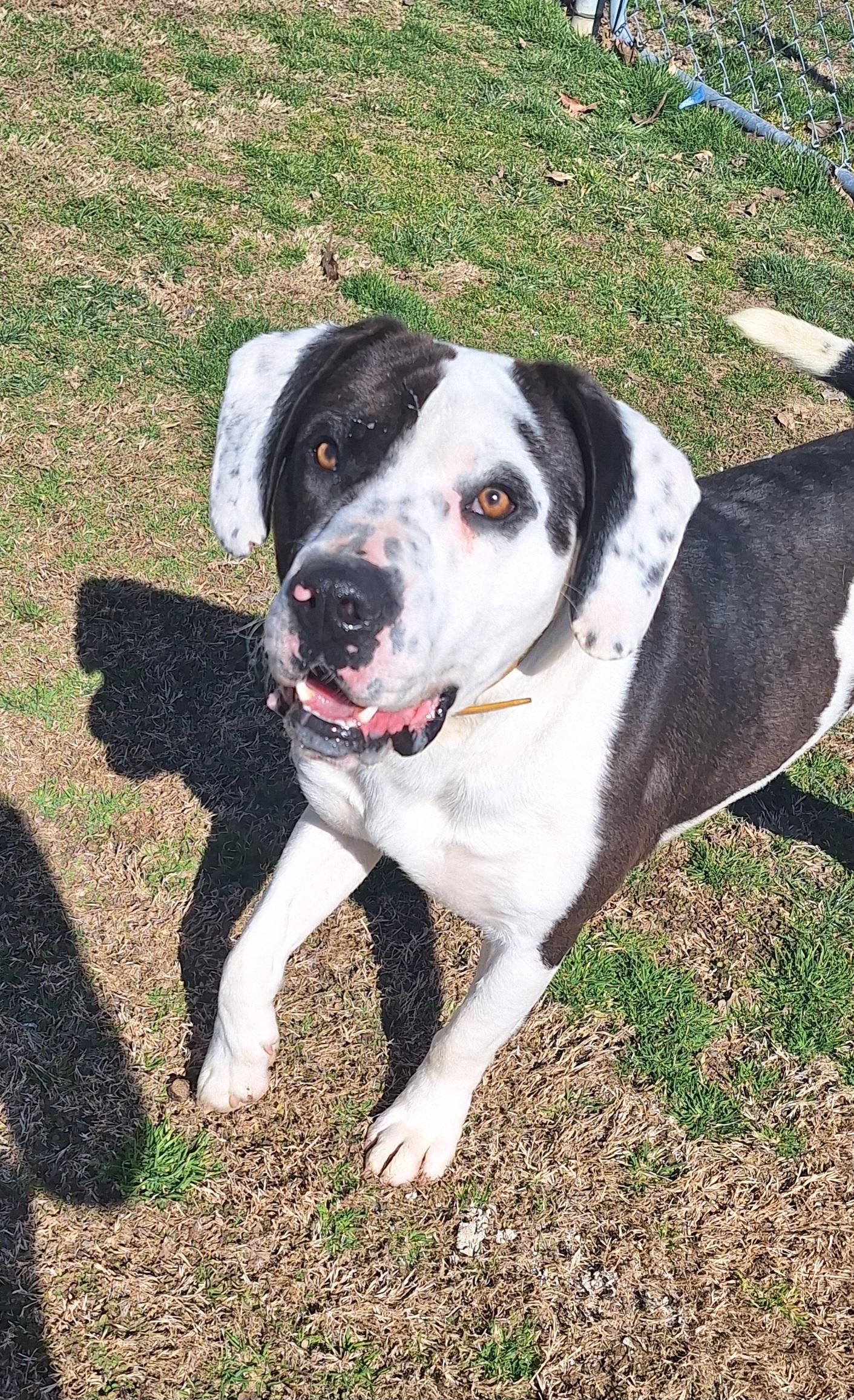 Brutus - ADOPTED! 2