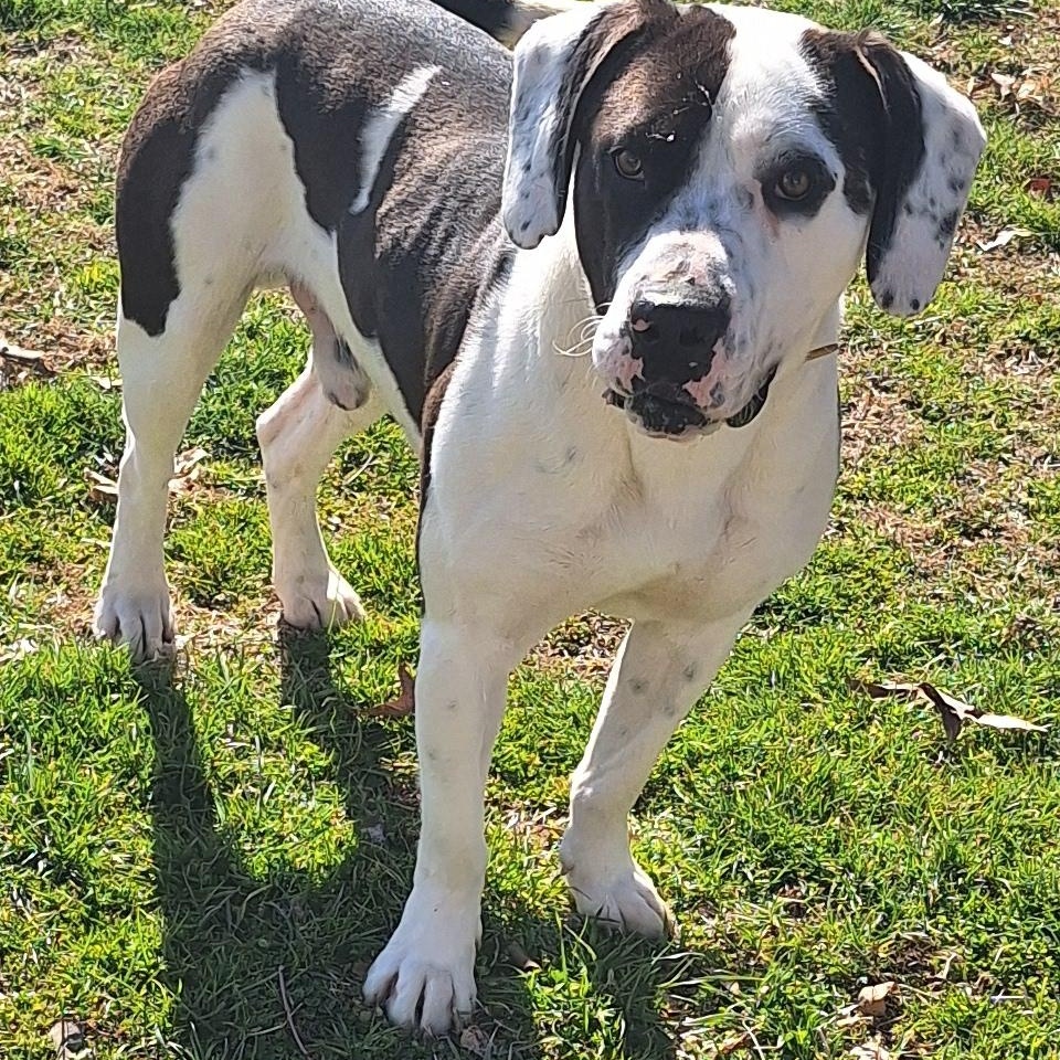 Brutus - ADOPTED! 4