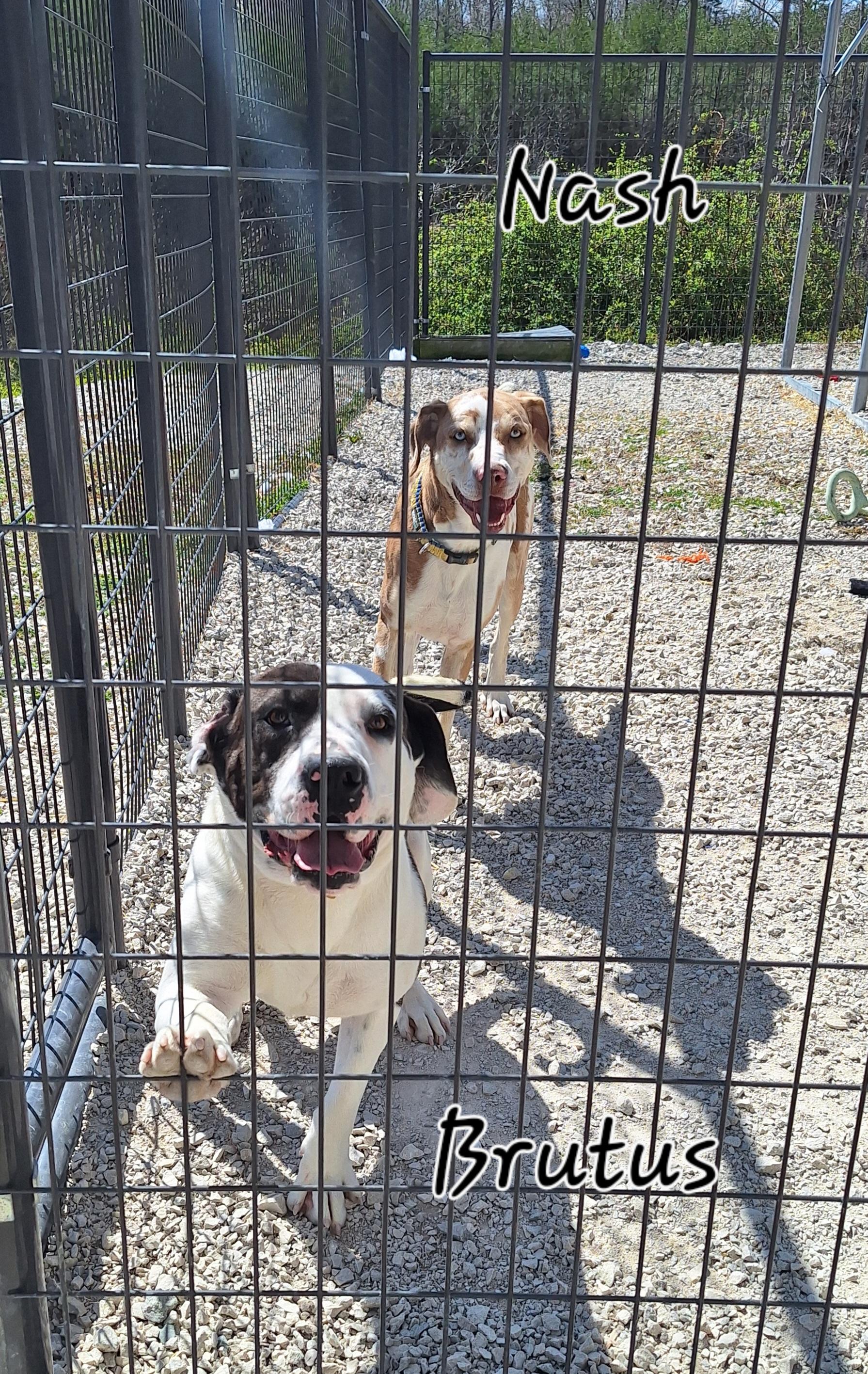 Brutus - ADOPTED! 3