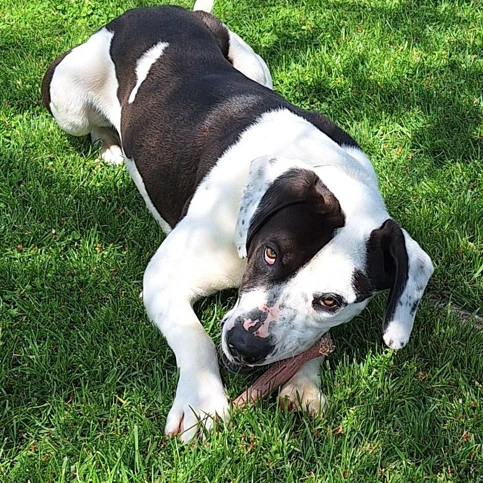 Brutus - ADOPTED!