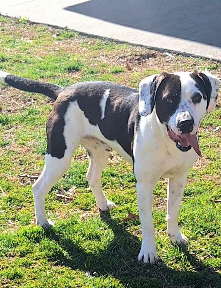 Brutus - ADOPTED! 5