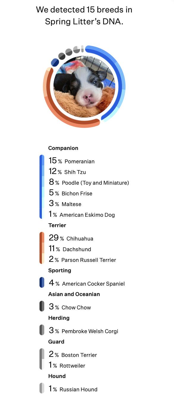 Breezy (Spring litter), a Adoptable mixed breed in Silvana, WA image 4/6